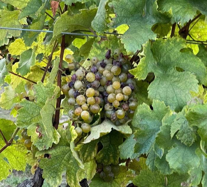 Birgit Eichinger - Gruner Veltliner Strass - Woeste wijngronden