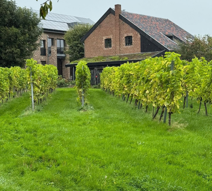 Domein Holset, Woeste wijngronden (1)